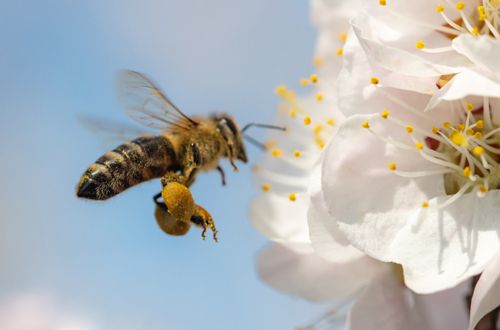 abeille | fleur | pollinisation | nature